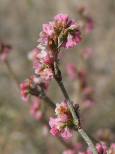 Eriogonum polycladon